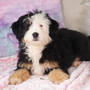 Bernedoodle Puppy Lainey