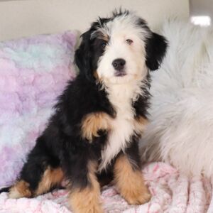 Bernedoodle Puppy Lainey