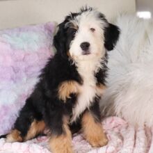 Bernedoodle Puppy Lainey