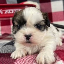 Shih Tzu Puppy Max