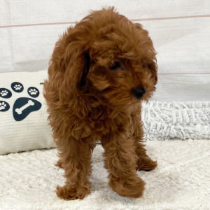Cavapoo Puppy Demi