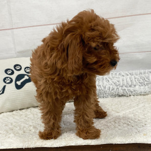 Cavapoo Puppy Demi