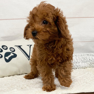 Cavapoo Puppy Demi