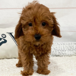 Cavapoo Puppy Demi