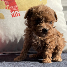 Poodle Puppy Fran