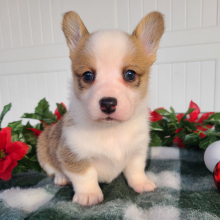 Pembroke Welsh Corgi Puppy Julie