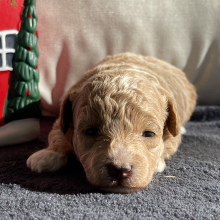 Poodle Puppy Tina