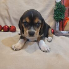 Beagle Puppy Cocoa