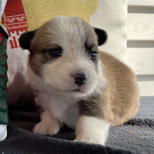 Pembroke Welsh Corgi Puppy Kit