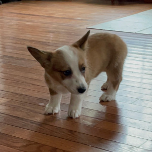 Pembroke Welsh Corgi Puppy Kit