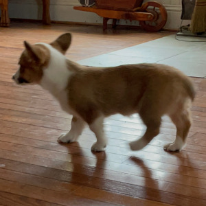 Pembroke Welsh Corgi Puppy Kit
