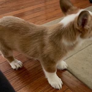 Pembroke Welsh Corgi Puppy Kit