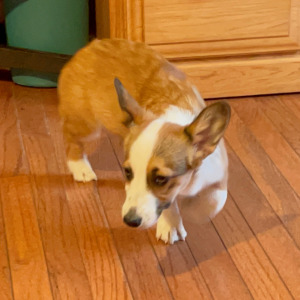 Pembroke Welsh Corgi Puppy Kit