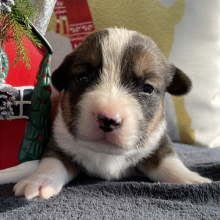 Pembroke Welsh Corgi Puppy Kaiser