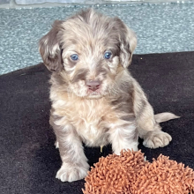 Labradoodle Puppy Archie