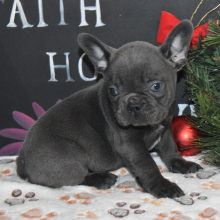 French Bulldog Puppy Oscar