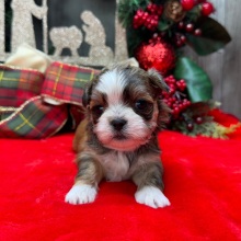 Shih Tzu Puppy Frankie