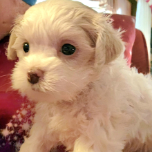Maltese Puppy Poppy