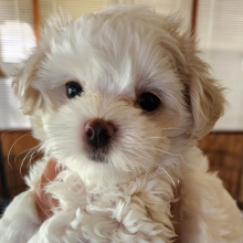Maltese Puppy Poppy