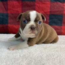 Boston Terrier Puppy Stella