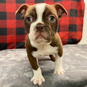 Boston Terrier Puppy Stella