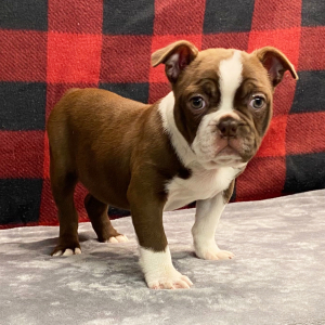 Boston Terrier Puppy Stella