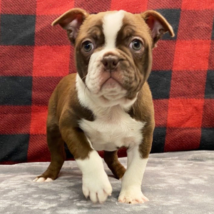 Boston Terrier Puppy Stella