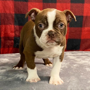 Boston Terrier Puppy Stella