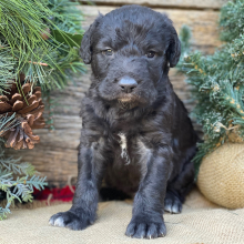Labradoodle Puppy Tucker