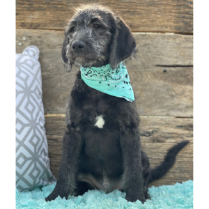 Labradoodle Puppy Tucker