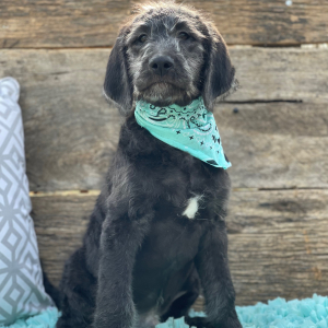 Labradoodle Puppy Tucker