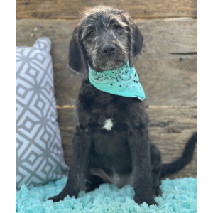 Labradoodle Puppy Tucker
