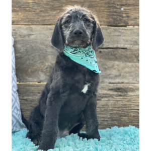 Labradoodle Puppy Tucker