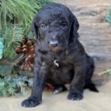 Labradoodle Puppy Finn