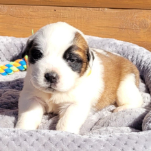 Saint Bernard Puppy Bambi