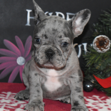 French Bulldog Puppy Roise