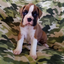 Boxer Puppy Bruno