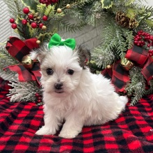 Havanese Puppy Zola
