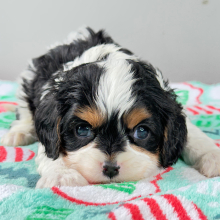Cavalier King Charles Spaniel Puppy Carl