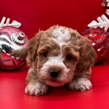 Cockapoo Puppy Mittens