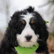Bernedoodle Puppy Blaze