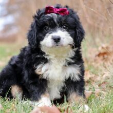 Bernedoodle Puppy Faria