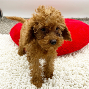 Goldendoodle Puppy Wanda