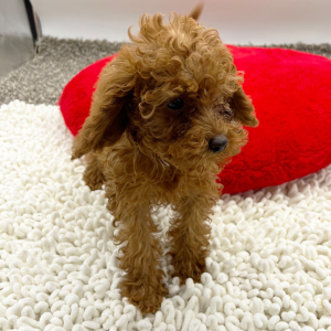 Goldendoodle Puppy Wanda