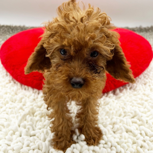 Goldendoodle Puppy Wanda