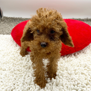 Goldendoodle Puppy Wanda
