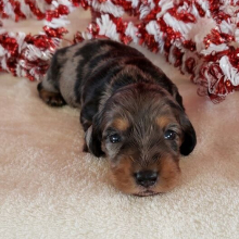 Dachshund Puppy Princess