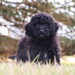 Bichonpoo Puppy Ryker