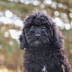 Bichonpoo Puppy Ryker