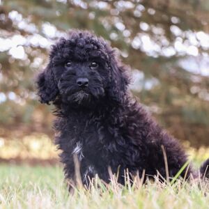 Bichonpoo Puppy Ryker